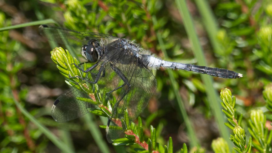 Leucorrhinia albifrons (Dark Whiteface) male-2.jpg